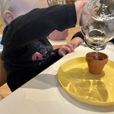 Wir pflanzen Sonnenblumen