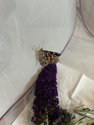 So schöne Schmetterlinge So schöne Schmetterlinge
