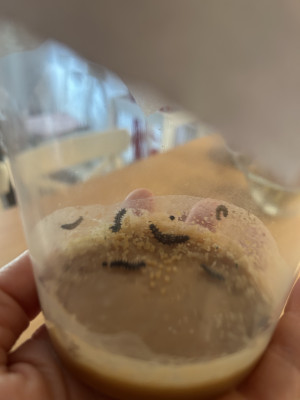 Schmetterlingsraupen